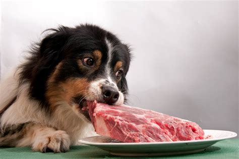 Dog ate raw chicken. Things To Know About Dog ate raw chicken. 